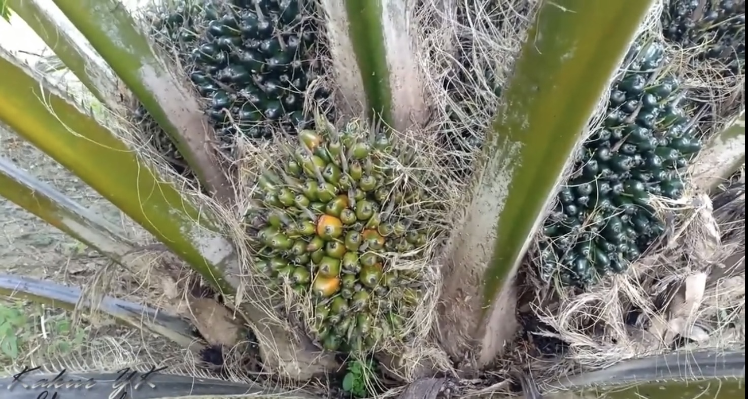 Pelajari Jenis Kelapa Sawit Ini, Agar Tahu Mana Yang Unggul! | Arvis